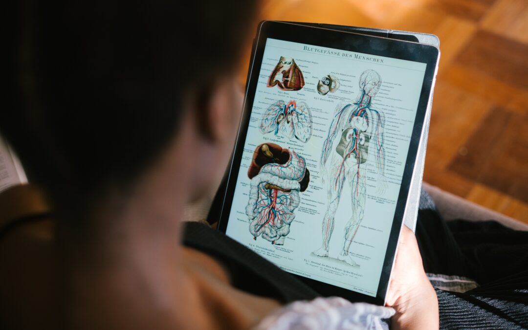 Concours médecine et dentisterie en Belgique : le guide complet pour les lycéens français